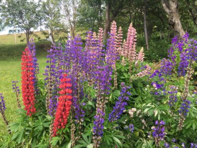 Botanische Garten von Skrudur