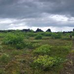 Myvatn: die Lavafelder von Dimmuborgir Myvatn: die Lavafelder von Dimmuborgir