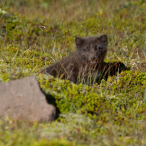 Ein Artic Fox in Latrabjarg (Westfjorden)