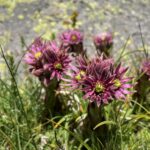 Der Bergsee Estany de Malniou: die Blumenwelt ist einfach umwerfend! Der Bergsee Estany de Malniou: die Blumenwelt ist einfach umwerfend!