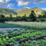 Gosol: Gemüsegarten Gosol: Gemüsegarten