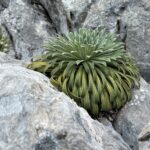 Die verblüffende Vielfalt der Natur in der "Serra de Cadi" Die verblüffende Vielfalt der Natur in der "Serra de Cadi"