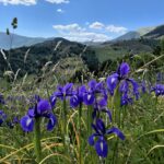 Andorra: blaue Iris ... die sind überall! Andorra: blaue Iris ... die sind überall!