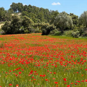 Mohnblumenfeld kurz vor Valderrobres