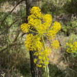 Eine lange Wanderung rund um El Berro: Blumenpracht! Eine lange Wanderung rund um El Berro: Blumenpracht!