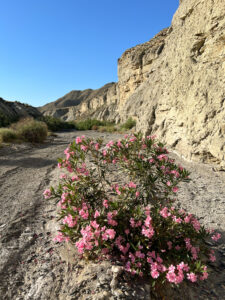 Desierto de Tabernas