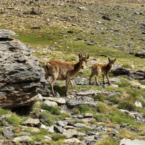 Trévelez: Wanderung zu den "Sietes Lagunas": Willkommenskomitee