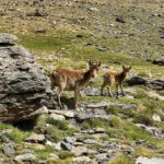 Trévelez: Wanderung zu den "Sietes Lagunas": Willkommenskomitee Trévelez: Wanderung zu den "Sietes Lagunas": Willkommenskomitee