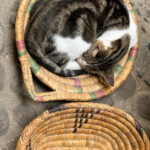 Tetuan Medina: Katze müsste man sein! Tetuan Medina: Katze müsste man sein!