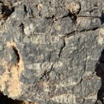 Tazzarine: Fossilienfundstelle im Jebel Sredrar Tazzarine: Fossilienfundstelle im Jebel Sredrar