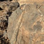 Tazzarine: Fossilienfundstelle im Jebel Sredrar Tazzarine: Fossilienfundstelle im Jebel Sredrar