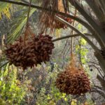 Toudgha El Oulia: Oued Toudgha, Dattelpalmen Toudgha El Oulia: Oued Toudgha, Dattelpalmen