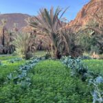Toudgha El Oulia: Oued Toudgha Toudgha El Oulia: Oued Toudgha