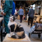 Die Medina von Fès: nimmst du mich mit? Die Medina von Fès: nimmst du mich mit?