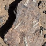 Auf dem Weg nach Dar Serdrar finden wir wieder Fossilien Auf dem Weg nach Dar Serdrar finden wir wieder Fossilien