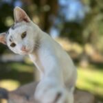 Taroudannt: friendly cat