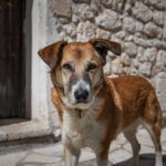 Friendly Dog in Alexandros Friendly Dog in Alexandros