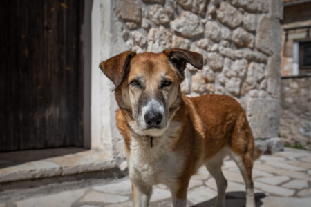 Friendly Dog in Alexandros