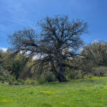 Eine gewaltige Eiche entlang eines Wanderpfades Eine gewaltige Eiche entlang eines Wanderpfades