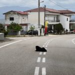 Die Hunde von Mikenes Die Hunde von Mikenes