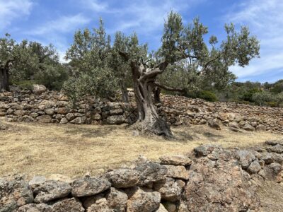 Sehr alte Olievnbäume prägen die Landschaft auf Methana