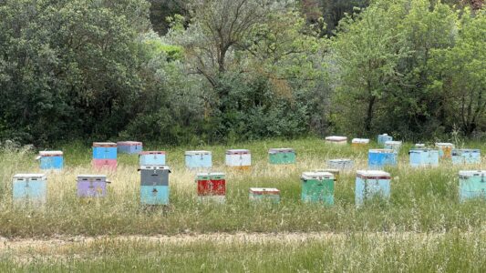 Bienenkasten
