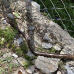 Dimitsana / Louisios-Schlucht: Das Kloster Prodromou (eine gigantische Blinschleiche) Dimitsana / Louisios-Schlucht: Das Kloster Prodromou (eine gigantische Blinschleiche)