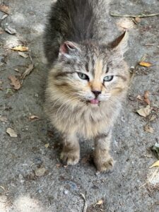 Dimitsana / Louisios-Schlucht: das Kloster Prodromou (die "Klosterkatze")