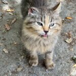 Dimitsana / Louisios-Schlucht: das Kloster Prodromou (die "Klosterkatze") Dimitsana / Louisios-Schlucht: das Kloster Prodromou (die "Klosterkatze")
