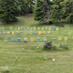 Bergstrecke zwischen Olympia und Akrata Beach: Bienenkörbe Bergstrecke zwischen Olympia und Akrata Beach: Bienenkörbe