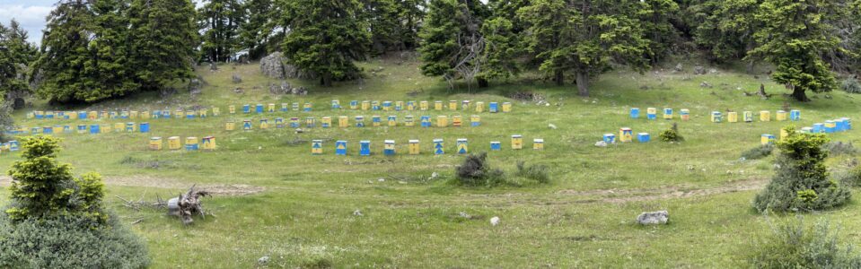 Bergstrecke zwischen Olympia und Akrata Beach: Bienenkörbe