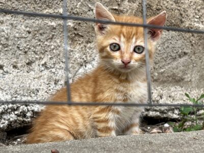 Kastoria: viel zu viele herrenlose Katzen
