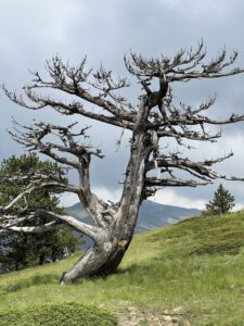 Pistenfahrt Kastoria - Grammos - Monodendri: Panzerkiefer