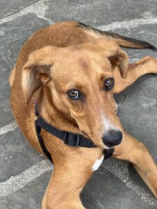 Die Zagori Dörfer: Friendly Dog in Koukouli