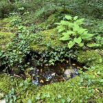 Die Vikos-Schlucht: nach dem vielen Regen ist hier alle feucht Die Vikos-Schlucht: nach dem vielen Regen ist hier alle feucht
