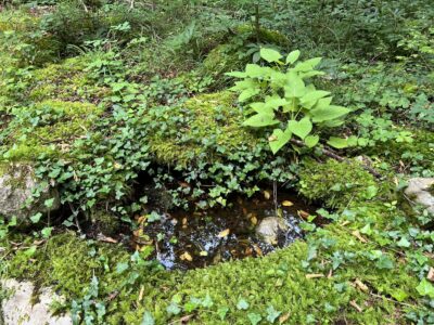 Die Vikos-Schlucht: nach dem vielen Regen ist hier alle feucht