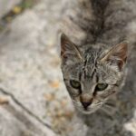 Ano Chora: Taverna Patouxas Vasilios (Wer kann diesem Blick widerstehen?) Ano Chora: Taverna Patouxas Vasilios (Wer kann diesem Blick widerstehen?)
