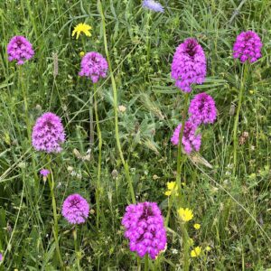 Vradeto: Orchideen-Paradis