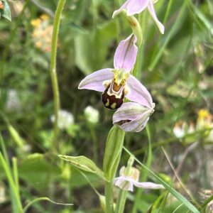 Vradeto: Orchideen-Paradis