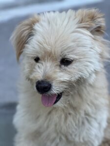 Berat: Nice puppy!