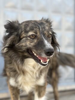 Peshkopi: Another friendly dog Peshkopi: Another friendly dog