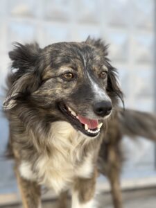 Peshkopi: Another friendly dog
