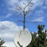 Plav: Satellitschüssel-Baum Plav: Satellitschüssel-Baum