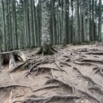 Zabljak: Wanderung um den Crno jezero Zabljak: Wanderung um den Crno jezero