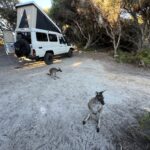 Fitzgerald River National Park: unser Fanclub erwartet uns bereits Fitzgerald River National Park: unser Fanclub erwartet uns bereits