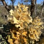 Fitzgerald River National Park: Royal Hakea Victoria Fitzgerald River National Park: Royal Hakea Victoria