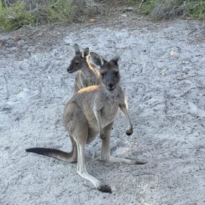 Fitzgerald River National Park: sind sie nicht niedlich?
