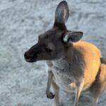 Fitzgerald River National Park: wir bekommen Besuch. Fitzgerald River National Park: wir bekommen Besuch.