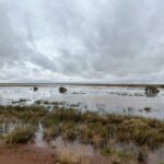 Tanami Road: Rabbit Flat unter Wasser Tanami Road: Rabbit Flat unter Wasser