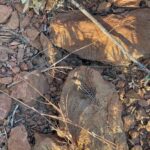 Die Natur ... das wahre Gold Die Natur ... das wahre Gold